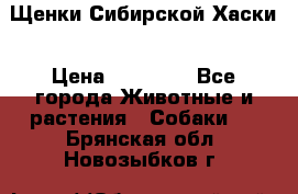 Щенки Сибирской Хаски › Цена ­ 20 000 - Все города Животные и растения » Собаки   . Брянская обл.,Новозыбков г.